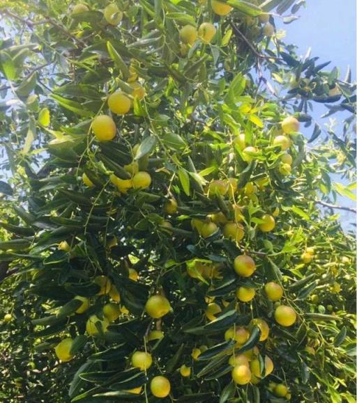 慎選家中花卉，養錯影響風水大忌！