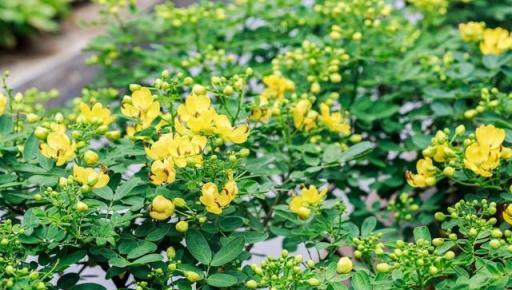 幾種香味濃郁的花，堪稱香水花，院子栽一株，花香滿園