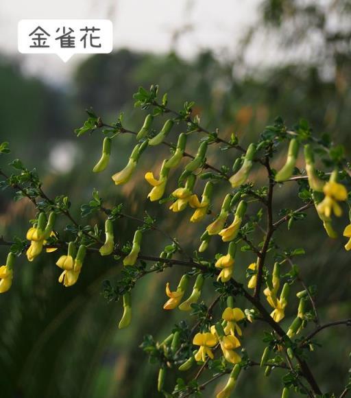 春天不可錯過的四種花類野菜（內附細節圖）