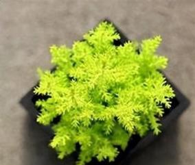 庭院花境植物品種攻略：中低層植物花卉、地被植物、水生植物等