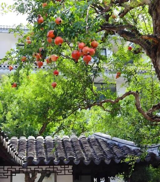 「客廳有樹，富貴永固」，5種吉祥樹，養一棵，「又吉利又鎮宅」