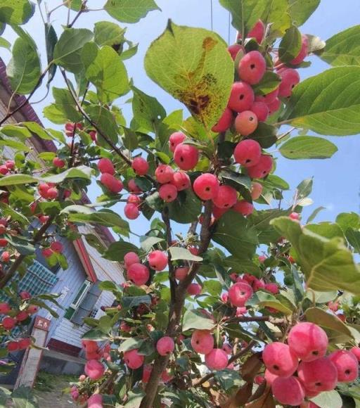 慎選家中花卉，養錯影響風水大忌！