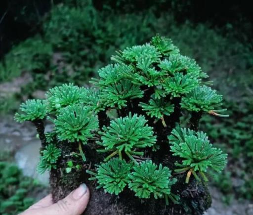 石頭縫裡長出來的雜草，遇到不妨撿一棵，養在家裡，輕鬆變小盆景