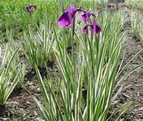 庭院花境植物品種攻略：中低層植物花卉、地被植物、水生植物等