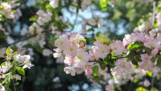 慎選家中花卉，養錯影響風水大忌！