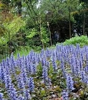 庭院花境植物品種攻略：中低層植物花卉、地被植物、水生植物等