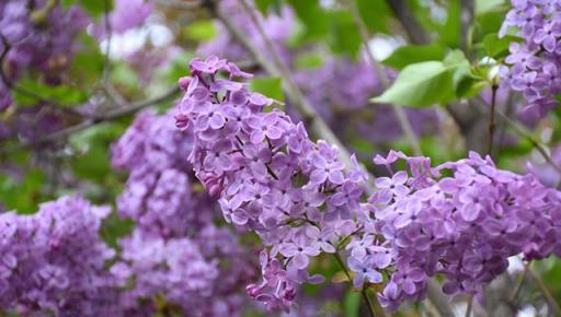 花開美麗 芳香四溢—最愛丁香花