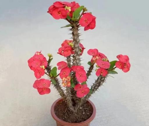 這3種開花機器，見光就「爆花」，全年開不停，5月養1盆賺大了