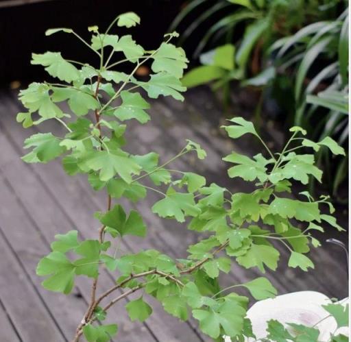 5種「鎮宅花」，能活1000年，客廳一放，養好就是「鎮財之寶」！