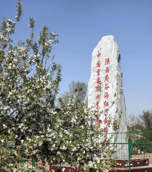 精美圖集！府谷朵朵海紅花，不是海卻美過任何一片海