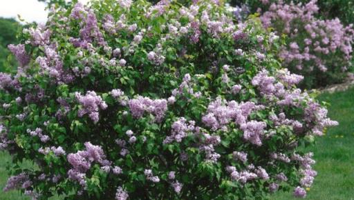 花開美麗 芳香四溢—最愛丁香花