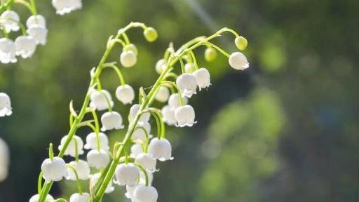 「毒花」進家門，花旺人不旺，家有5毒花，財福不進門