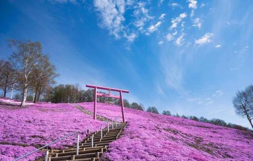 養花新手福音：4種美炸天的花，花期長達200天，好養到讓你上癮！