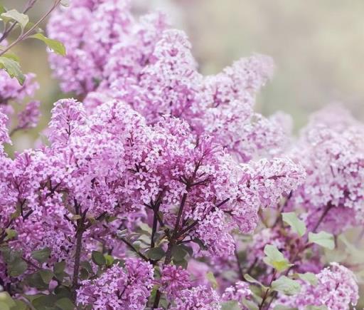 花開美麗 芳香四溢—最愛丁香花