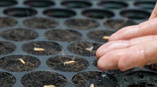 如果你的種子發芽率低，不妨試一試催芽大法，保證爆盆