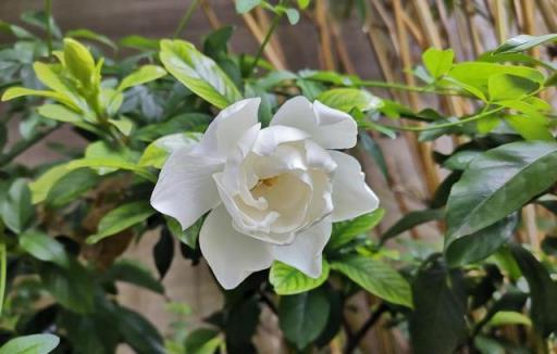 幾種香味濃郁的花，堪稱香水花，院子栽一株，花香滿園