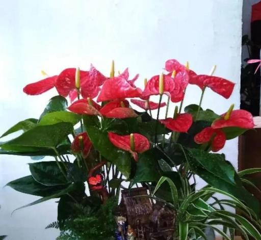 這3種開花機器，見光就「爆花」，全年開不停，5月養1盆賺大了