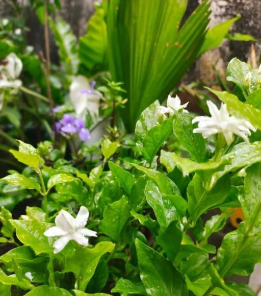 重瓣筆尖茉莉和寶珠茉莉養護指南，正常開花並非難事