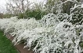 庭院花境植物品種攻略：中低層植物花卉、地被植物、水生植物等