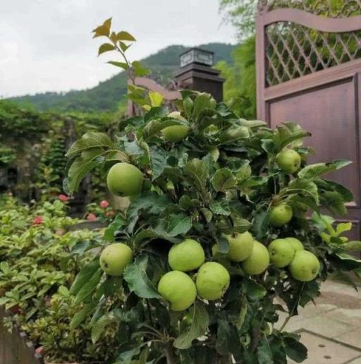 慎選家中花卉，養錯影響風水大忌！