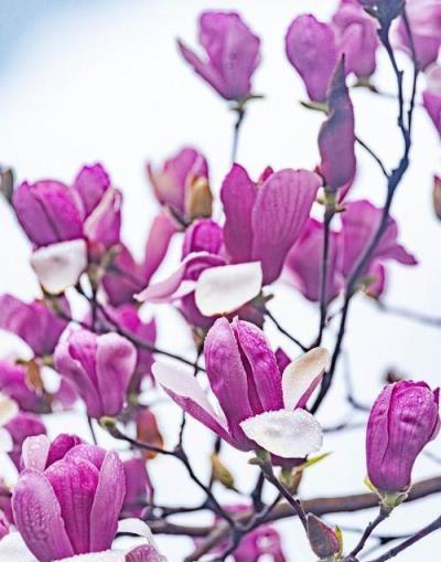 玉蘭花的花期多久，一年開幾次、藥用與經濟價值並存