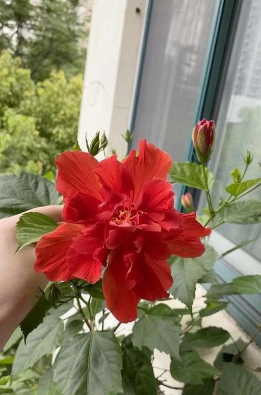 陽臺養一盆大紅花，天天開花，花紅色豔漂亮洋氣，有點陽光就開花