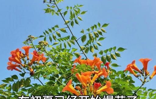 皮實好養愛開花的懶人花卉，凌霄花。#我的鄉村生活