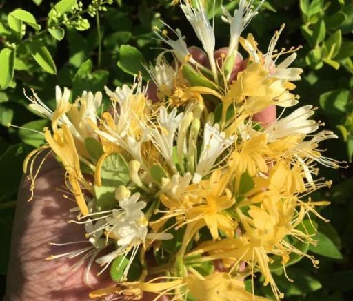 湖北一男子把「金銀花」養到極致走紅，開花美極了，看著真喜慶