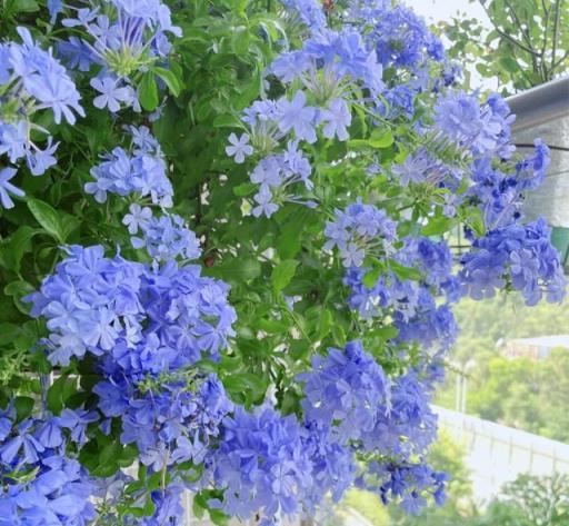 這 5 種花，夏天要「賤養」，澆水越少長得越棒，養不好只因太勤！