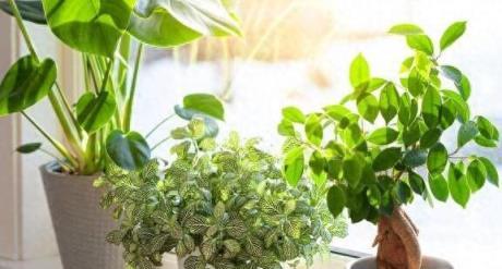 如何將植物養得枝繁葉茂、花開滿枝？