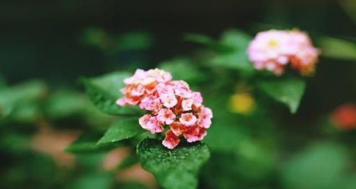 客廳很大，也不要養5種花，花旺人不旺，家裡有趕緊搬出去