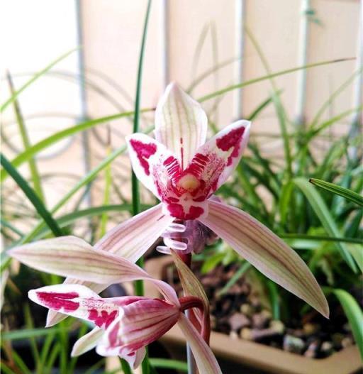 多年前！入手一盆「網紅」蘭花，花美濃香，感覺賺大了