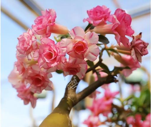 這 5 種花，夏天要「賤養」，澆水越少長得越棒，養不好只因太勤！