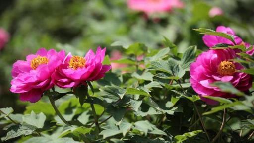 花園新手必讀：揭祕牡丹花種子如何育苗，打造絢麗花園！