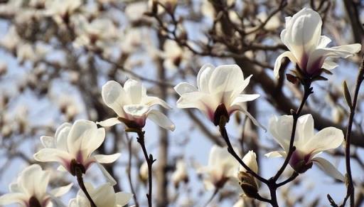 玉蘭花的花期多久，一年開幾次、藥用與經濟價值並存