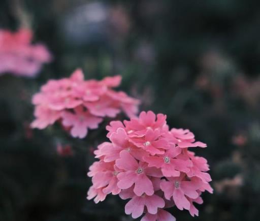 你知道嗎？花卉小常識:在家種植花卉時不要犯這6大常見養護誤區