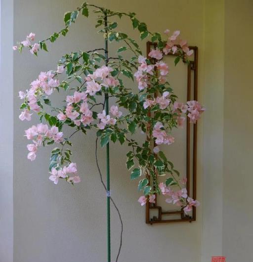 三角梅馬斯，花卉王國的仙子奇遇