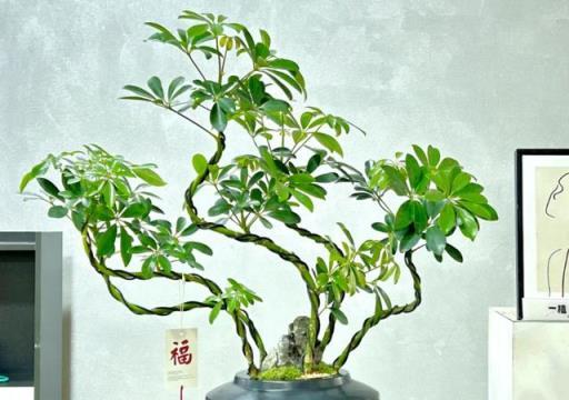 5樹開花，家中必發——揭祕那些象徵財富與好運的神奇植物