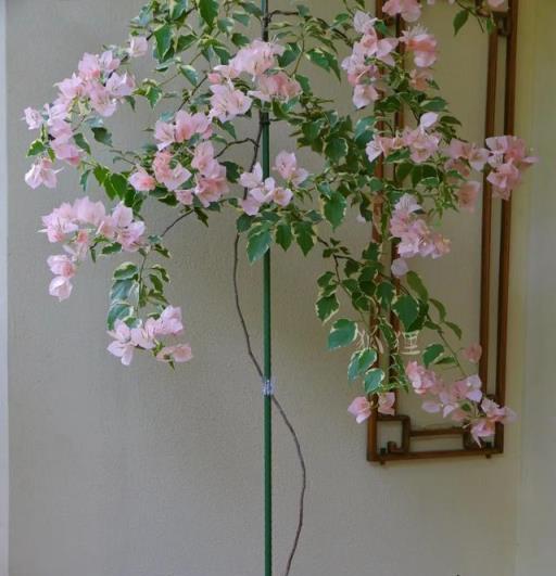 三角梅馬斯，花卉王國的仙子奇遇