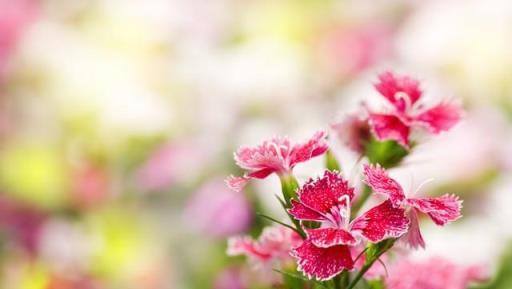 「花旺人不旺」的警示：家中慎養這三種花