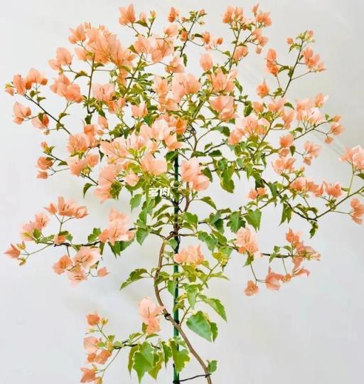 三角梅馬斯，花卉王國的仙子奇遇