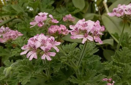 蚊子「討厭」的5種花卉植物，家裡「養1盆」，蚊子「不進門」