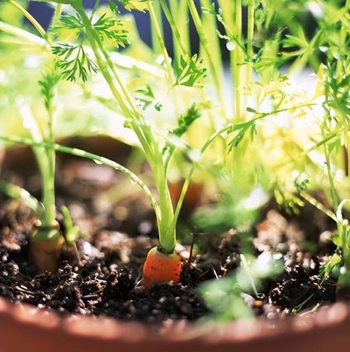 六月蔬菜種植季，葉菜瓜果根莖齊，廚餘當肥綠意濃