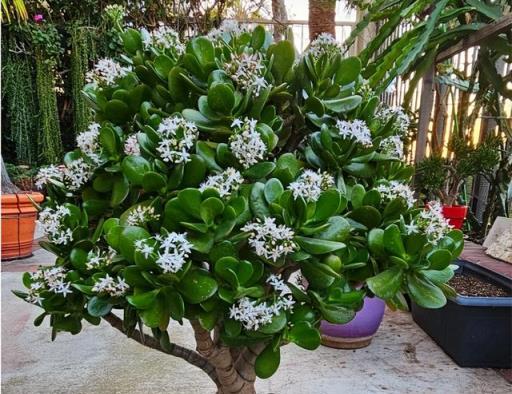 這 5 種花，夏天要「賤養」，澆水越少長得越棒，養不好只因太勤！