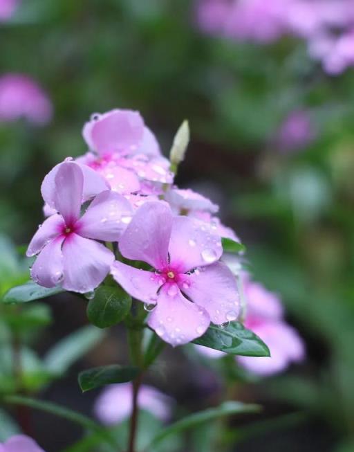 5種耐熱花卉推薦，夏天高溫也能開花不停