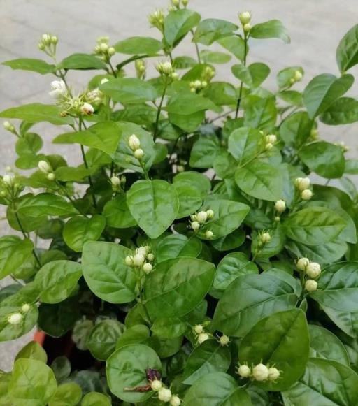 拯救茉莉花：巧用「排除法」，解決茉莉花4大「疑難雜症」