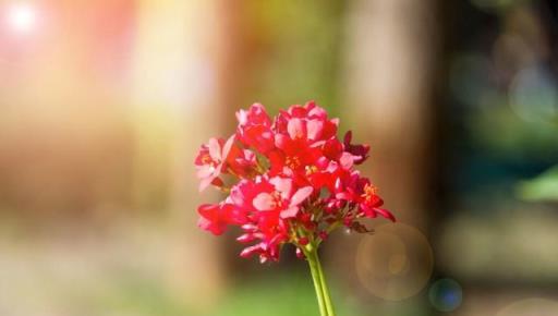 客廳很大，也不要養5種花，花旺人不旺，家裡有趕緊搬出去