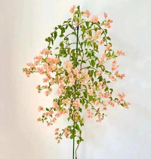 三角梅馬斯，花卉王國的仙子奇遇