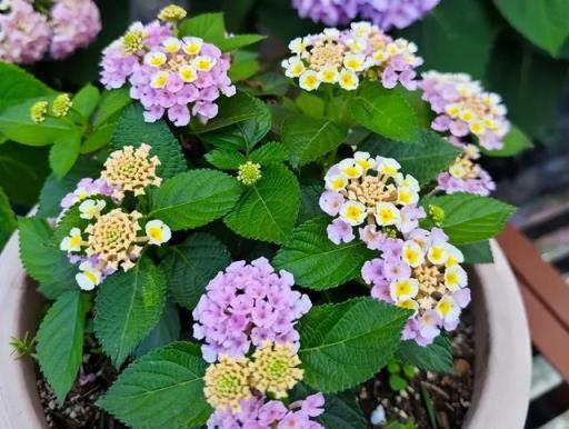 夏季花卉高溫求生指南，養護技巧大揭祕，花園依舊生機勃勃！