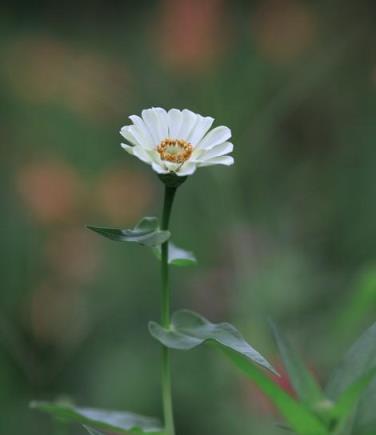 客廳很大，也不要養5種花，花旺人不旺，家裡有趕緊搬出去